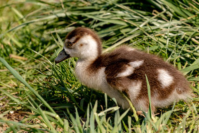 View of mallard duck on field