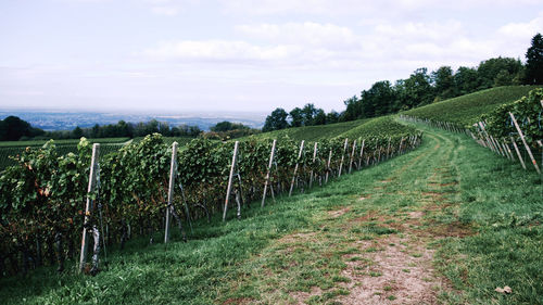 Scenic view of vineyard against sky
