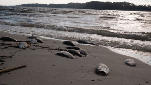 View of sandy beach