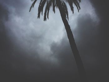 Low angle view of tree against sky