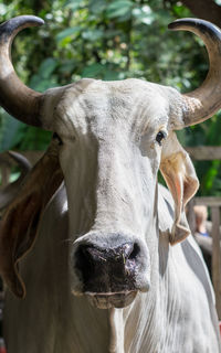Close-up portrait of a horse