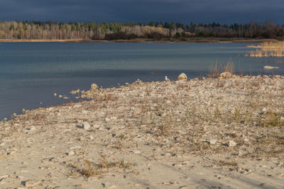 View of birds on the beach