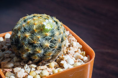 High angle view of succulent plant on table