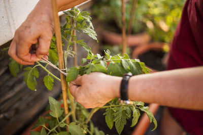 Anonymous mature woman gardener ties the tomato plants in her garden