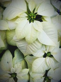 Full frame shot of white flowers