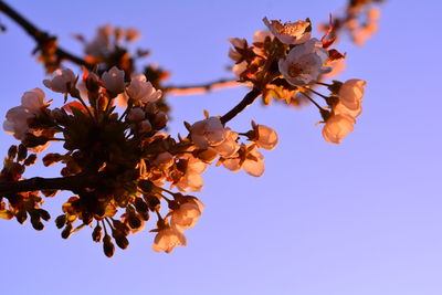 Low angle view of cherry blossoms against clear sky
