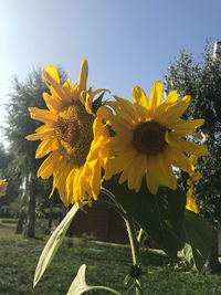 Close-up of sunflower on field against sky