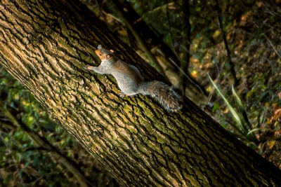 Close-up of lizard on tree trunk