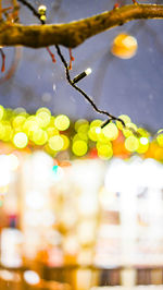 Close-up of wet plant