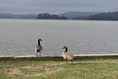 View of birds on lakeshore