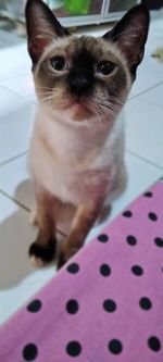 Close-up portrait of a cat