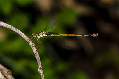 Close-up of insect on plant