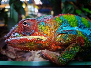 Close-up of chameleon