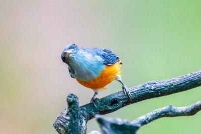 Close-up of bird perching on branch