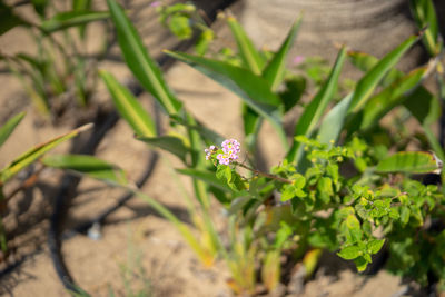 Close-up of purple flowering plant in field