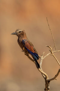 Close-up of bird perching on branch