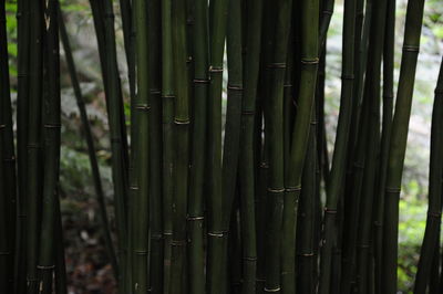 Full frame shot of bamboo trees in forest