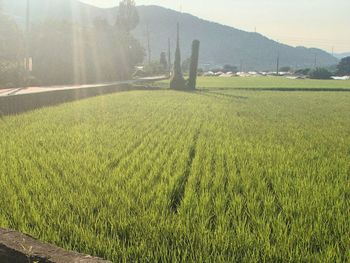 Scenic view of agricultural field