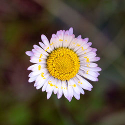 Close-up of white daisy flower