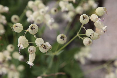 Close-up of white flowering plants