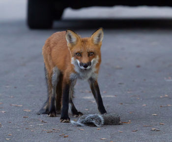 Portrait of fox on road