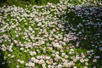 White flowering plants on field