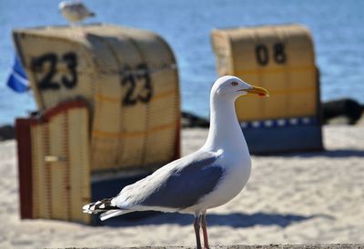 Seagull against hooded chair at beach on sunny day