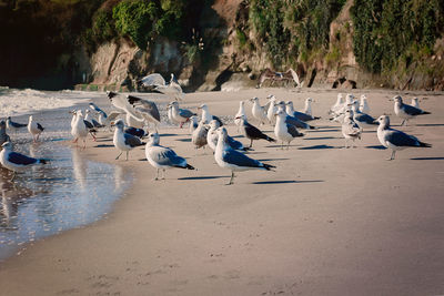 Flock of birds on beach