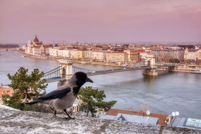Seagulls on bridge over river in city