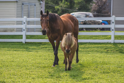 Horse standing in ranch