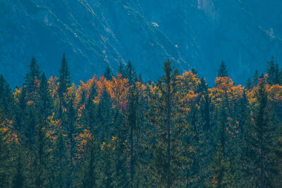 Pine trees in forest during autumn