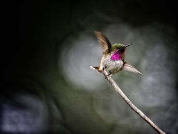 Bird perching on a flower