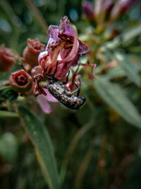 Close-up of pink flowering plant