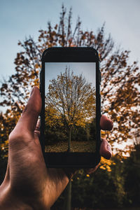 Low angle view of cropped hand holding smart phone with tree on device screen