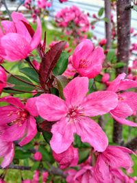 Close-up of pink flowering plant