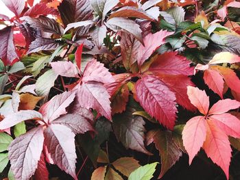 Close-up of red leaves growing on plant