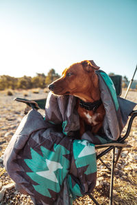 Brown dog in collar wrapped in warm blanket sitting in camping chair in early morning at dawn in countryside