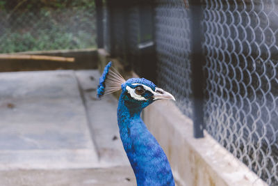 Peacock head