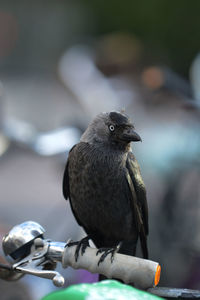 Close-up of bird perching outdoors