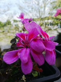 Close-up of pink flowers blooming outdoors