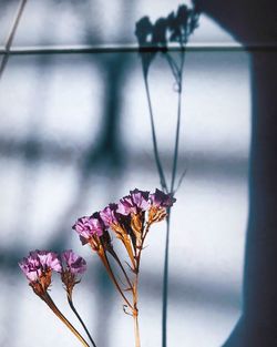 Close-up of butterfly on purple flower