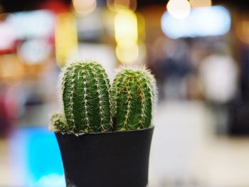 Close-up of potted cactus