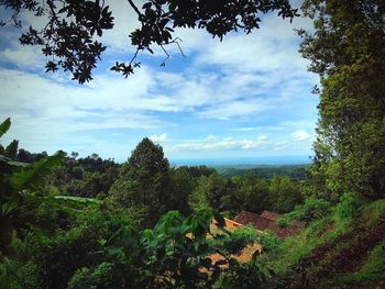 Scenic view of forest against sky