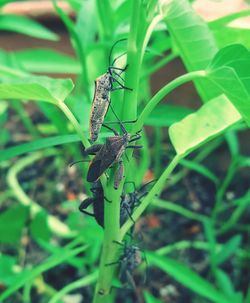 Close-up of insect on leaf