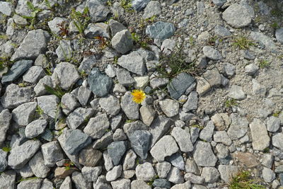 High angle view of stones on rock