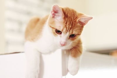 Close-up of kitten on white cat