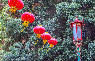 Low angle view of lanterns hanging on tree