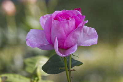 Close-up of pink rose