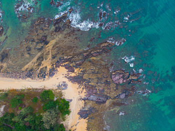 High angle view of tree by sea