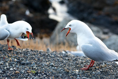 Seagulls perching on rock